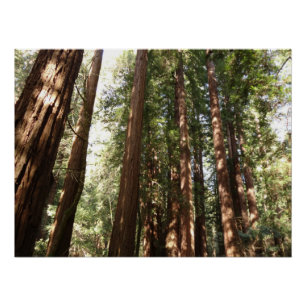 Pôster Até Redwoods II no Monumento Nacional Muir Woods