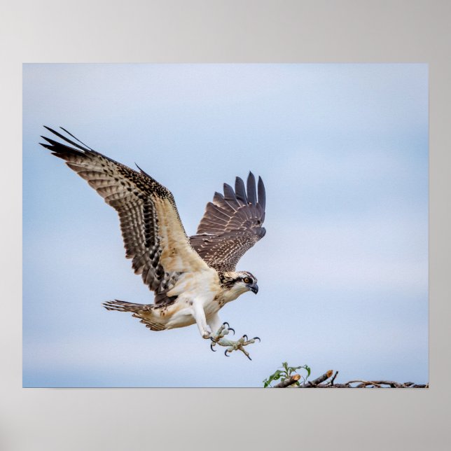 Pôster Aterrissagem de Osprey 20x16 no ninho (Frente)