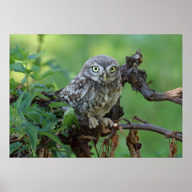 Poster Athene noctua (Frente)