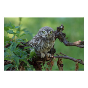 Pôster Athene noctua