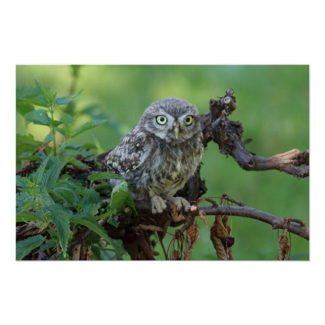 Pôster Athene noctua (Frente)