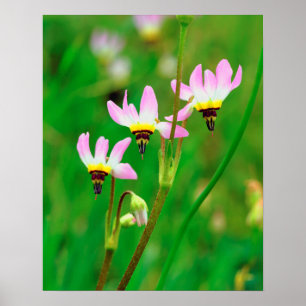 Poster Atirar em Star Wildflower Park