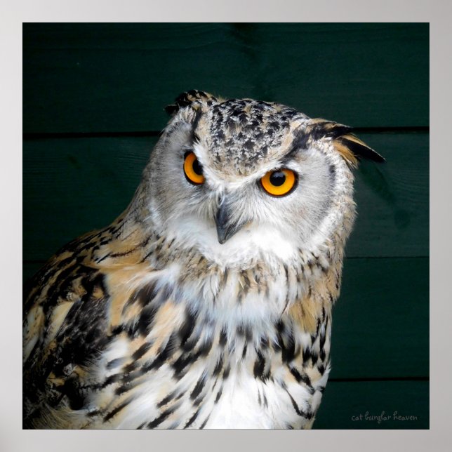 Poster 'Atitude' - Coruja (Frente)