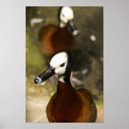 Pôster Atitude-de-pato