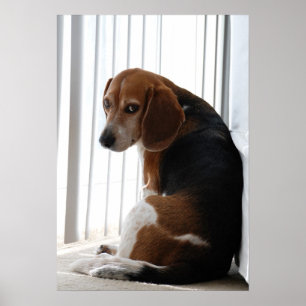 Poster atitude do beagle