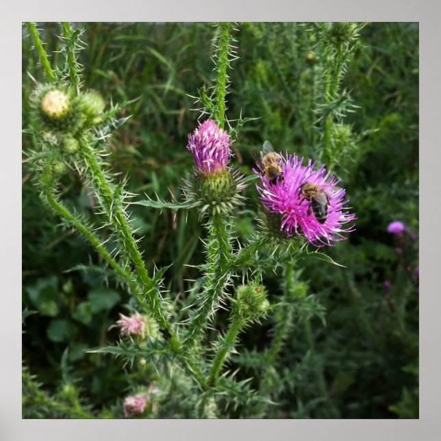 Pôster Atividade de Verão (Frente)