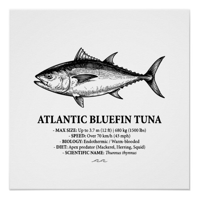Pôster Atlantic Bluefin Tuna Scientific Illustration  (Frente)