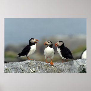 Pôster Atlantic Puffin Group