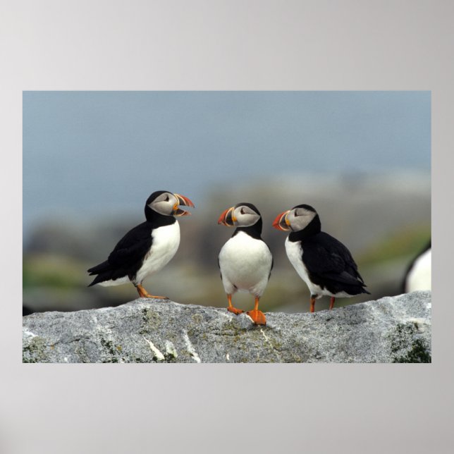Pôster Atlantic Puffin Group (Frente)