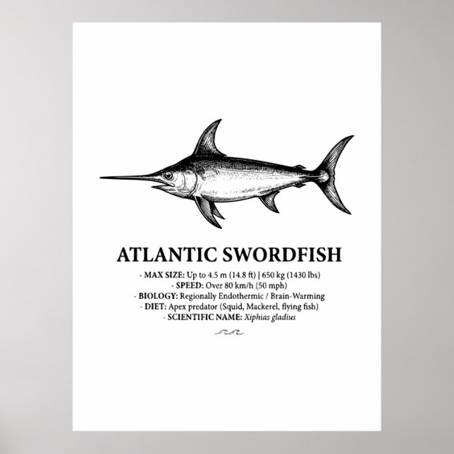 Poster Atlantic Swordfish Scientific Illustration  (Frente)