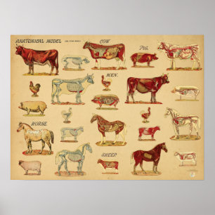 Poster Atlas de Anatomia de Animais de Fazenda
