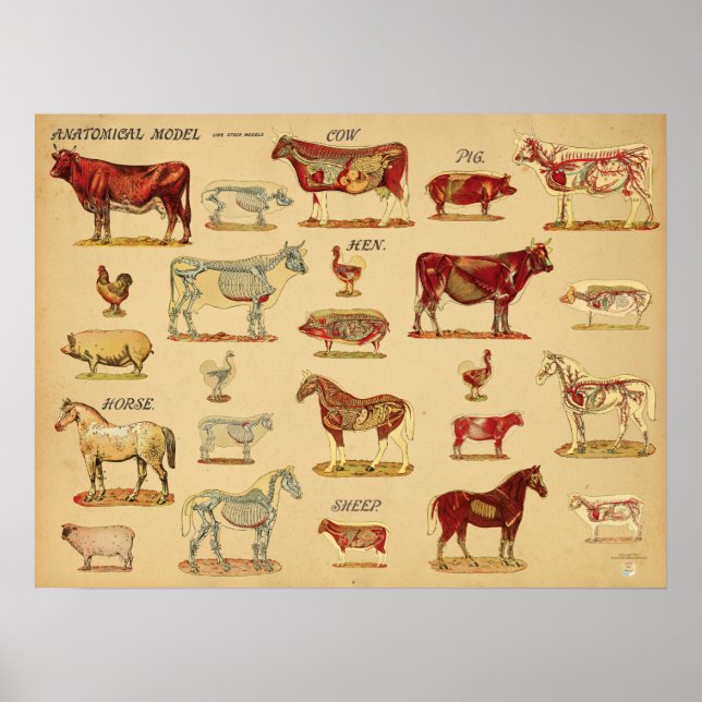 Poster Atlas de Anatomia de Animais de Fazenda (Frente)
