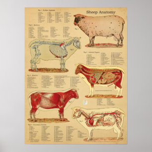 Poster Atlas de Anatomia de Ovelhas Carta