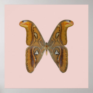Pôster Atlas Moth