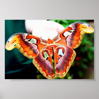 Pôster Atlas Moth gigante