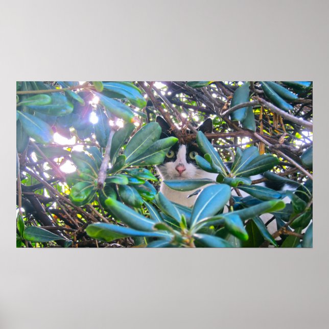 Poster Através Das Folhas (Frente)