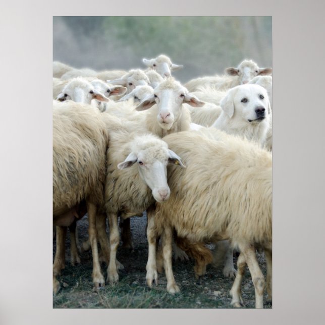 Poster Atrevo-me a ser diferente! Sheepdog dizendo ... (Frente)