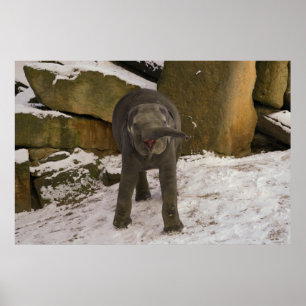 Poster Atrompetando Elefante Para Bebê Na Neve
