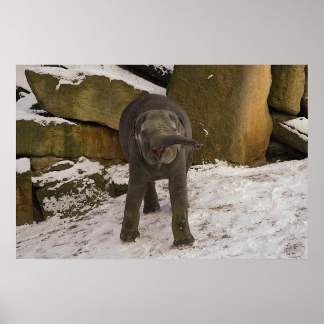 Poster Atrompetando Elefante Para Bebê Na Neve (Frente)