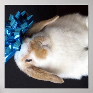 Poster atual do coelho de Holland Lop