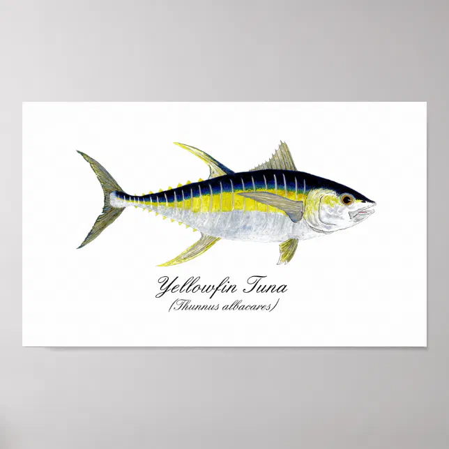 Papel De Parede De Atum Albacora Peixe, Atum Patudo, Espadarte,