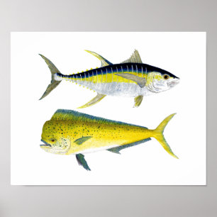 Pôster Atum de atum amarelo & água salgada Dorado