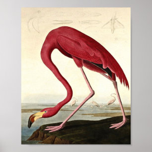 Poster Audubon American Flamingo John James Audubon