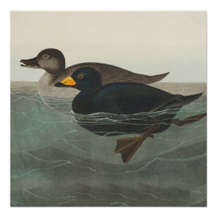 Pôster Audubon American Scoter Duck