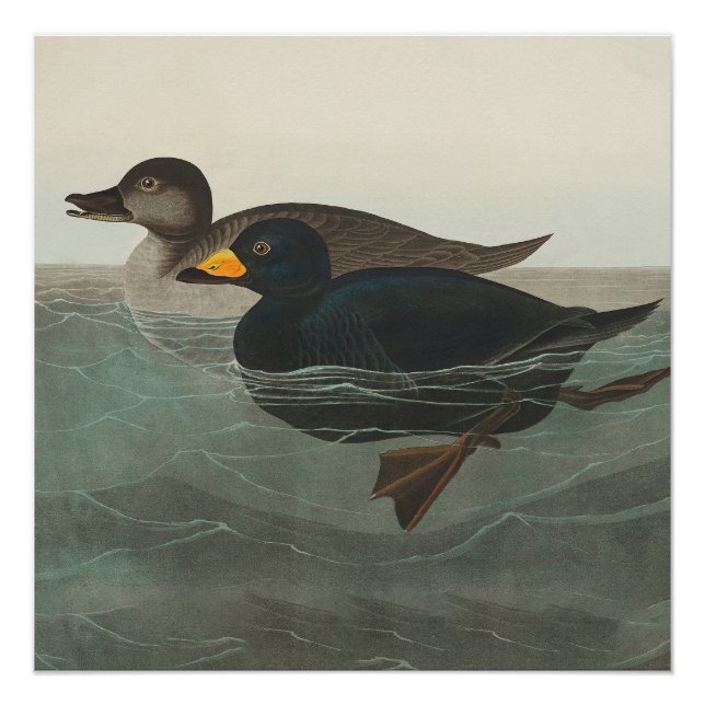 Pôster Audubon American Scoter Duck Classic (Frente)