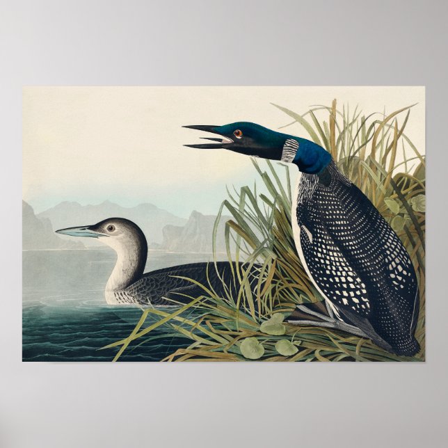 Poster Audubon Bird Loon Diver Classic (Frente)