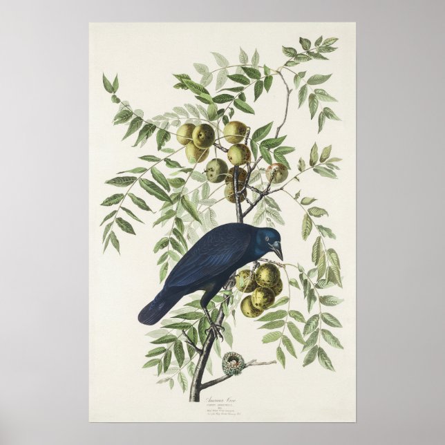 Poster Audubon Black Crow American Bird Ilustração (Frente)