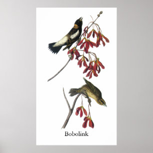 Pôster Audubon Bobolink