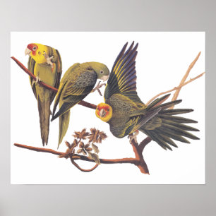 Poster Audubon Carolina Parakeet Trio