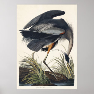 Poster Audubon Excelente Blue Heron Wangs Majestade