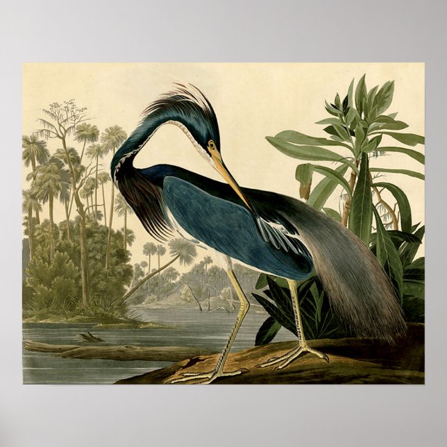 Pôster Audubon Louisiana Heron Birds América Art (Frente)