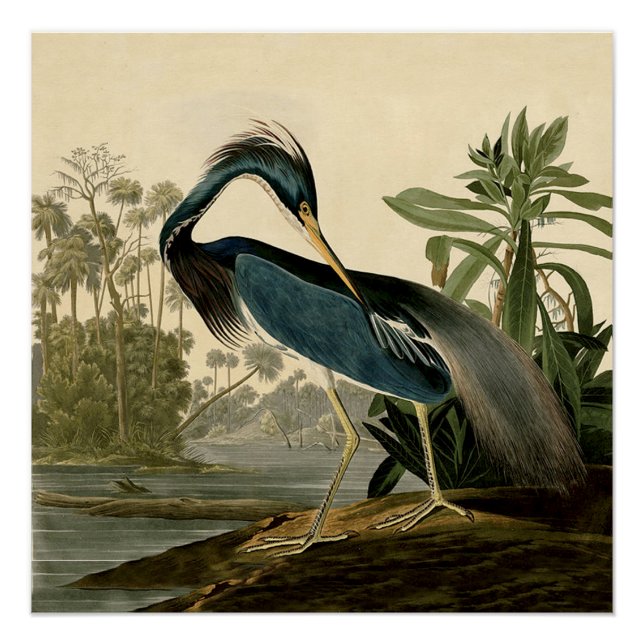 Pôster Audubon Louisiana Heron Birds América Art (Frente)