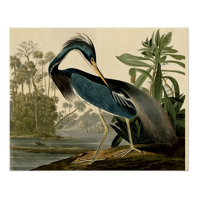 Pôster Audubon Louisiana Heron Birds América Art (Frente)