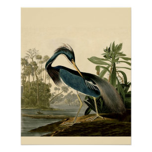 Pôster Audubon Louisiana Heron Birds América Art