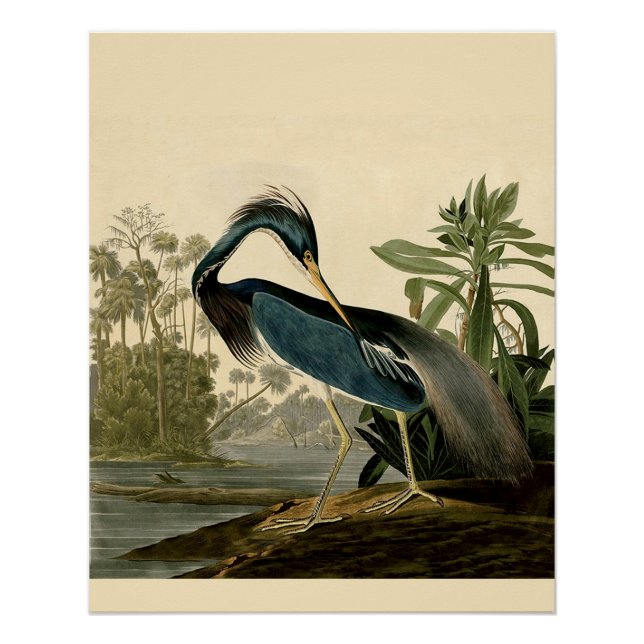 Pôster Audubon Louisiana Heron Birds América Art (Frente)