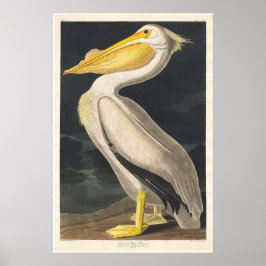 Poster Audubon Pelican