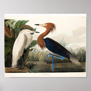 Poster Audubon - Purple Heron 