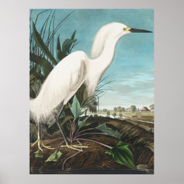 Poster Audubon Snowy Heron ou White Egret Plate CCXLII