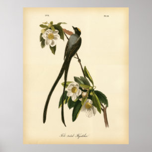 Poster Audubon Vintage Floral Bird Fork-tailed Flycatcher