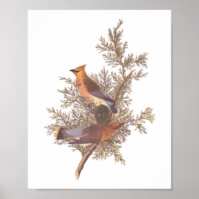 Poster Audubon's Cedar Waxwing Bird Pair on Evergreen  (Frente)