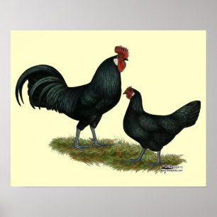 Pôster Augsburger Chickens