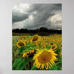 Pôster August rain,Sunflowers, Print