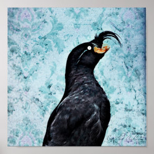 Poster Auklet com crista
