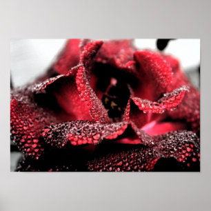Pôster Aumentou no poster/impressão da flor