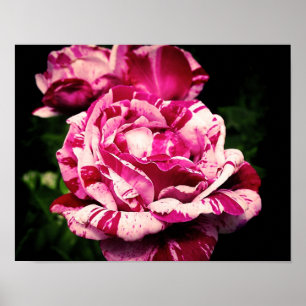 Poster Aumentou o rosa vermelho