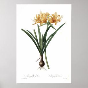 Poster Aurea do Amaryllis